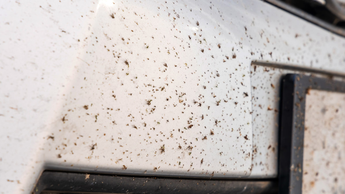 The best bug and tar removers for that stubborn residue - EV Pulse